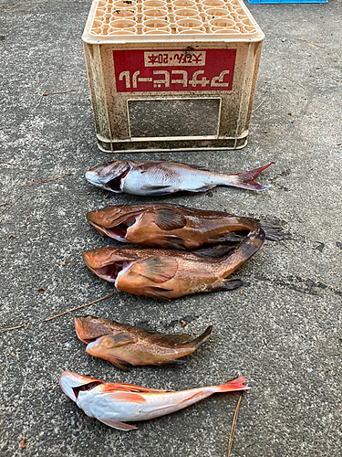 タイの釣果