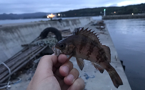 メバルの釣果