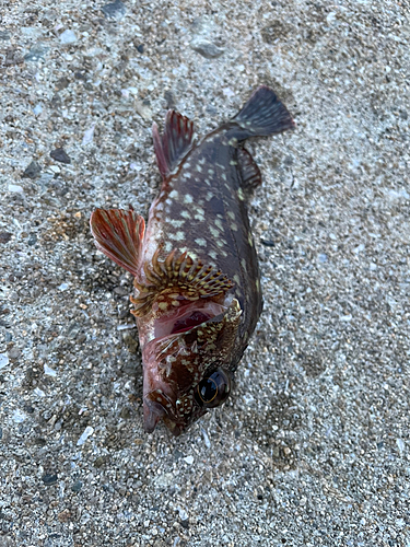 ガシラの釣果