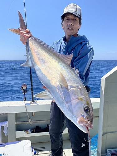 カンパチの釣果