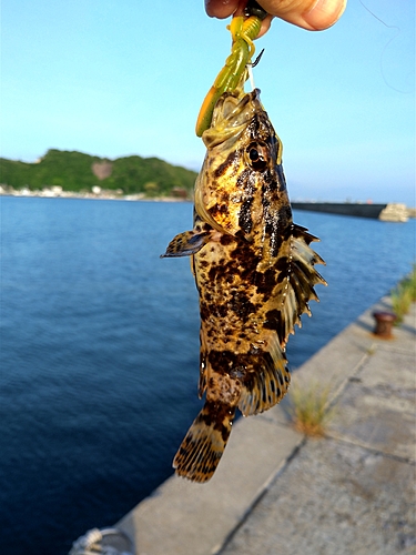 タケノコメバルの釣果