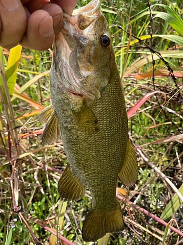 スモールマウスバスの釣果