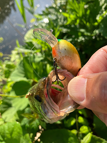 ブラックバスの釣果