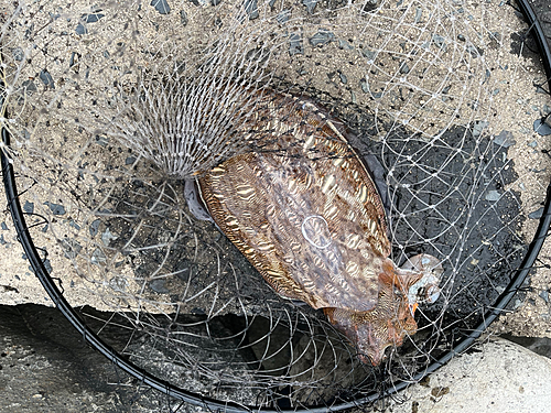 モンゴウイカの釣果