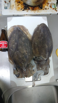 コウイカの釣果
