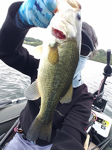 ブラックバスの釣果