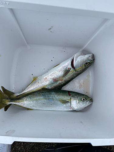 ワカシの釣果