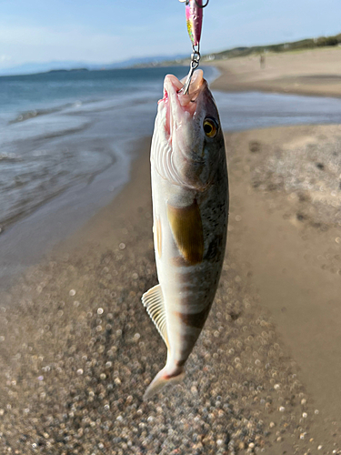 ホッケの釣果