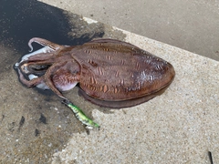 コウイカの釣果