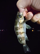 シロメバルの釣果