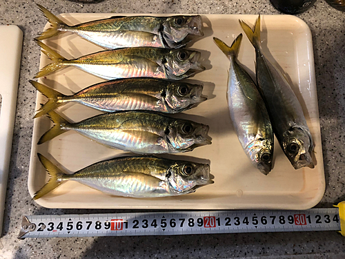 アジの釣果