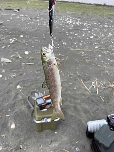 アメマスの釣果