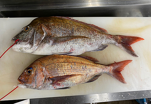 マダイの釣果