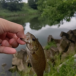 スモールマウスバス