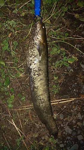 ナマズの釣果