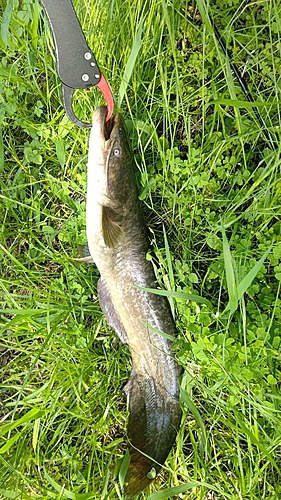 ナマズの釣果