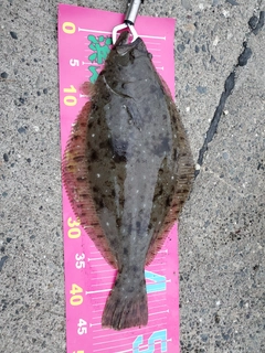 ヒラメの釣果