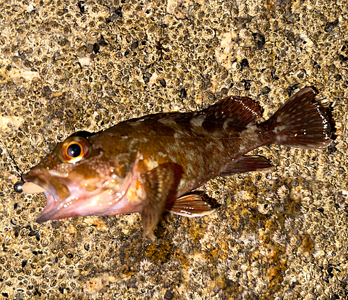 カサゴの釣果