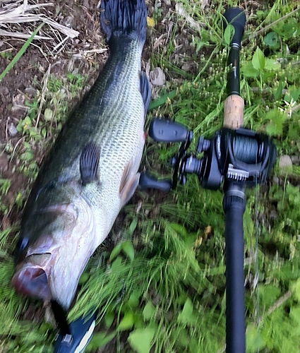 ブラックバスの釣果