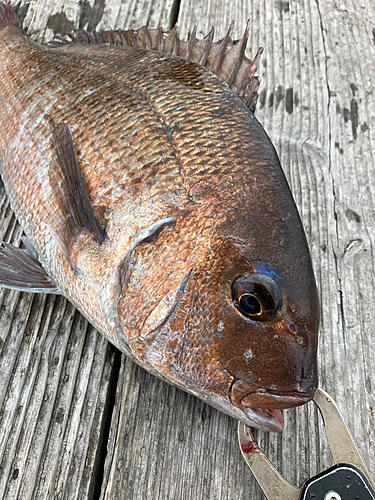 マダイの釣果