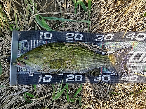 スモールマウスバスの釣果