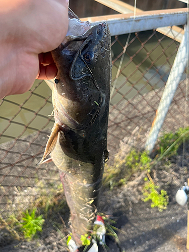 マナマズの釣果