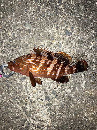 アコウの釣果