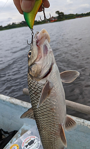 ニゴイの釣果