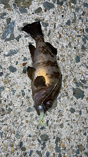 クロメバルの釣果