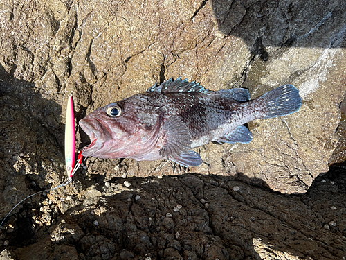 クロソイの釣果