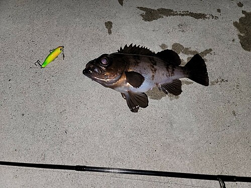 メバルの釣果