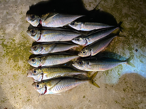 アジの釣果