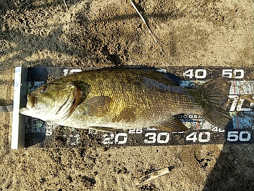 スモールマウスバスの釣果