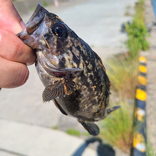 オウゴンムラソイの釣果