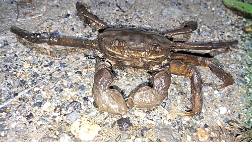 カニの釣果