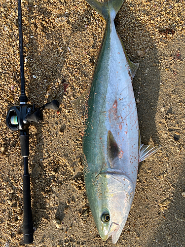 ハマチの釣果