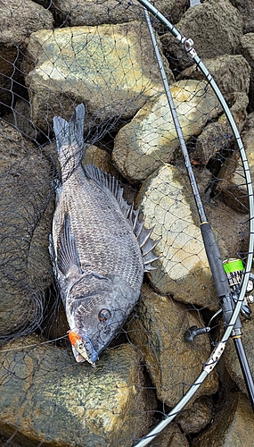 クロダイの釣果