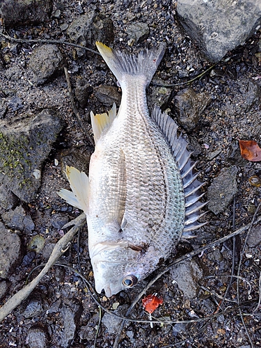 キビレの釣果