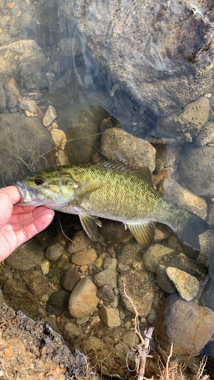 スモールマウスバス