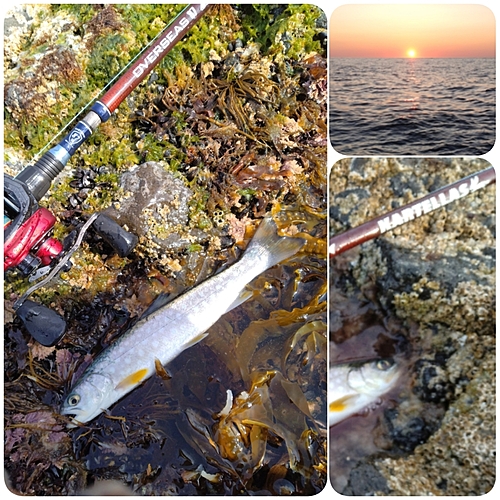 アメマスの釣果