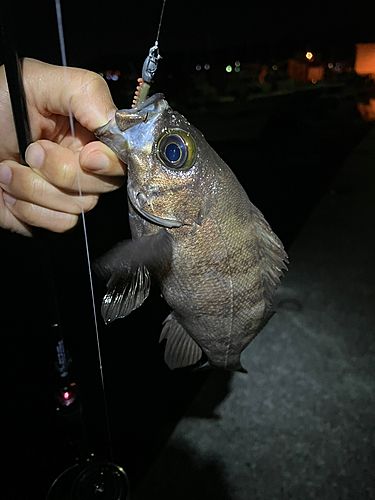 クロメバルの釣果