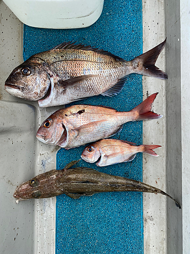 タイの釣果