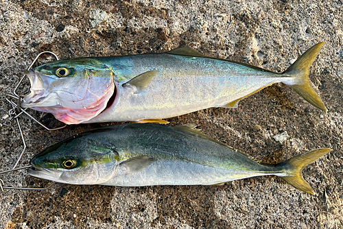 フクラギの釣果