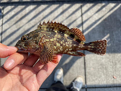 カサゴの釣果