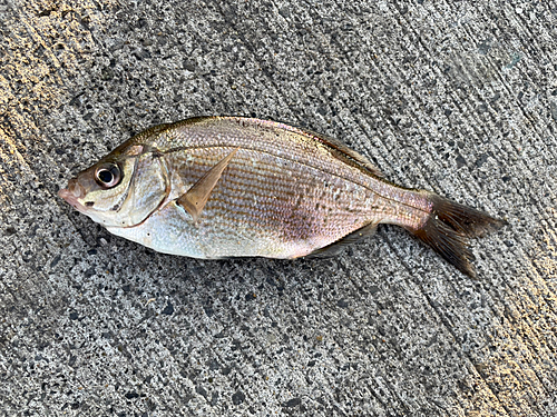 ウミタナゴの釣果