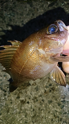 アカメバルの釣果