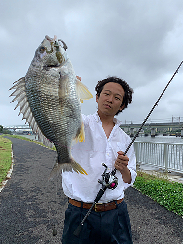 キビレの釣果