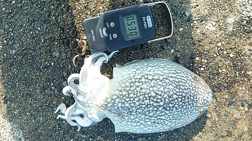 シリヤケイカの釣果