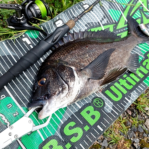 チヌの釣果