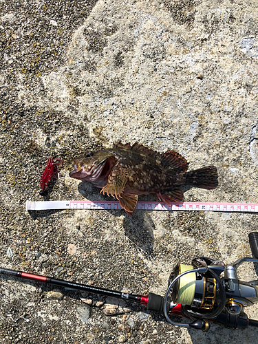 カサゴの釣果